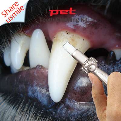 New Arrivals Wholesale Manufacturer Pet Dogs Toothbrush Brush Tool Dog Toothbrush Set